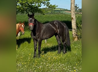 Inne kuce/małe konie, Klacz, 2 lat, 155 cm, Może być siwy