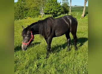 Inne kuce/małe konie, Klacz, 2 lat, 155 cm, Może być siwy