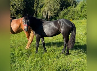 Inne kuce/małe konie, Klacz, 2 lat, 155 cm, Może być siwy