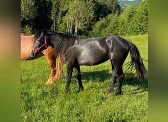 Inne kuce/małe konie, Klacz, 2 lat, 155 cm, Może być siwy