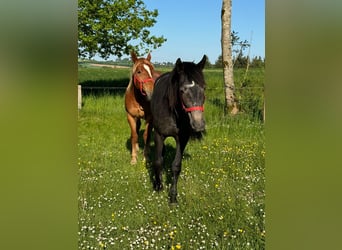 Inne kuce/małe konie, Klacz, 2 lat, 155 cm, Może być siwy