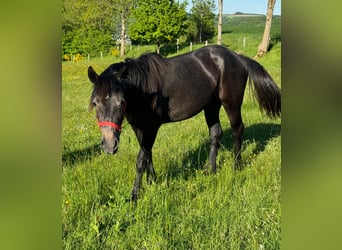 Inne kuce/małe konie, Klacz, 2 lat, 155 cm, Może być siwy