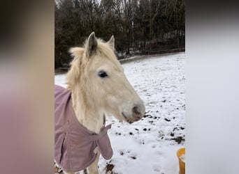 Inne kuce/małe konie Mix, Klacz, 3 lat, 125 cm, Siwa