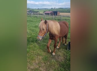 Inne kuce/małe konie, Klacz, 3 lat, 130 cm, Kasztanowata