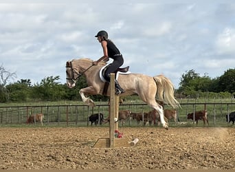 Inne kuce/małe konie, Klacz, 3 lat, 132 cm, Kasztanowatodereszowata