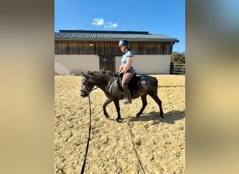 Inne kuce/małe konie, Klacz, 3 lat, 135 cm, Siwa jabłkowita