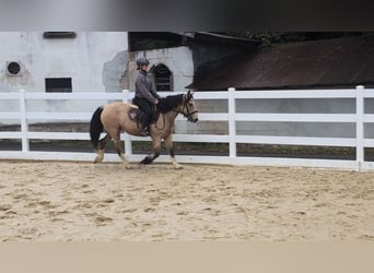 Inne kuce/małe konie, Klacz, 3 lat, 142 cm, Jelenia