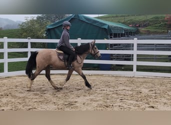 Inne kuce/małe konie, Klacz, 3 lat, 142 cm, Jelenia