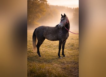 Inne kuce/małe konie, Klacz, 3 lat, 142 cm, Siwa jabłkowita