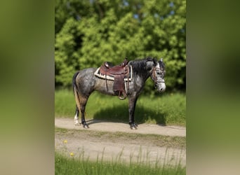 Inne kuce/małe konie, Klacz, 3 lat, 142 cm, Siwa jabłkowita