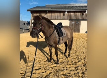 Inne kuce/małe konie, Klacz, 3 lat, 143 cm, Grullo