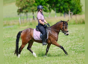 Inne kuce/małe konie, Klacz, 3 lat, 146 cm, Gniada