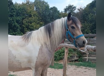 Inne kuce/małe konie, Klacz, 4 lat, 123 cm, Srokata