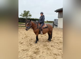 Inne kuce/małe konie, Klacz, 4 lat, 137 cm, Gniada