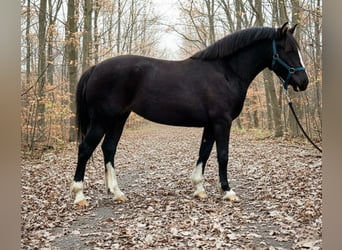 Inne kuce/małe konie, Klacz, 4 lat, 137 cm, Kara
