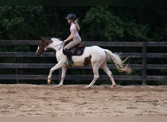 Inne kuce/małe konie, Klacz, 4 lat, 140 cm, Srokata