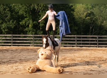 Inne kuce/małe konie, Klacz, 4 lat, 140 cm, Srokata