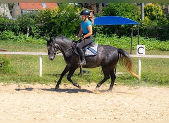 Inne kuce/małe konie, Klacz, 4 lat, 142 cm, Siwa