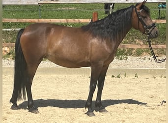 Inne kuce/małe konie, Klacz, 4 lat, 144 cm, Gniada