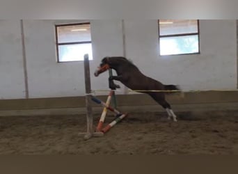 Inne kuce/małe konie, Klacz, 4 lat, 145 cm, Gniada