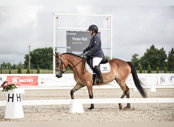 Inne kuce/małe konie, Klacz, 4 lat, 146 cm, Gniada