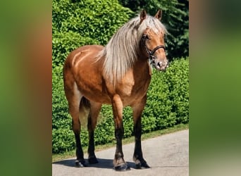 Inne kuce/małe konie, Klacz, 4 lat, 146 cm, Jelenia