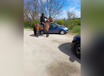 Inne kuce/małe konie, Klacz, 4 lat, 150 cm, Gniada