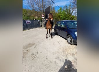 Inne kuce/małe konie, Klacz, 4 lat, 150 cm, Gniada