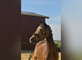 Inne kuce/małe konie, Klacz, 4 lat, 151 cm, Formy Brown Falb
