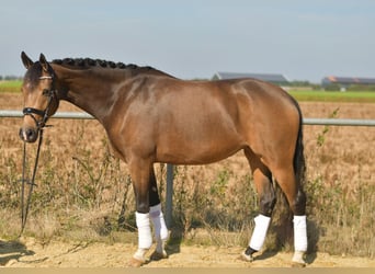 Inne kuce/małe konie, Klacz, 4 lat, 151 cm, Formy Brown Falb