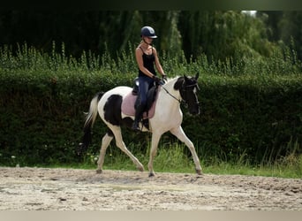 Inne kuce/małe konie, Klacz, 4 lat, 153 cm, Srokata