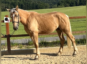 Inne kuce/małe konie, Klacz, 4 lat, 163 cm, Izabelowata
