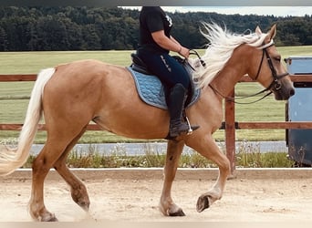 Inne kuce/małe konie, Klacz, 4 lat, 163 cm, Izabelowata