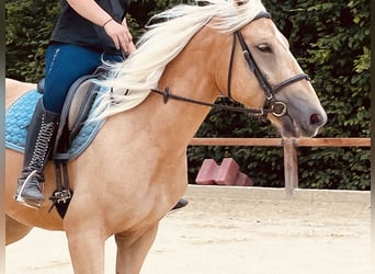 Inne kuce/małe konie, Klacz, 4 lat, 163 cm, Izabelowata
