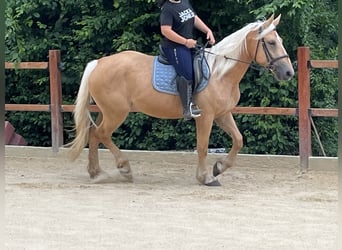 Inne kuce/małe konie, Klacz, 4 lat, 163 cm, Izabelowata
