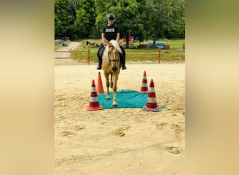 Inne kuce/małe konie, Klacz, 4 lat, 163 cm, Izabelowata