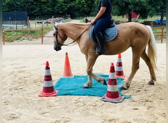 Inne kuce/małe konie, Klacz, 4 lat, 163 cm, Izabelowata