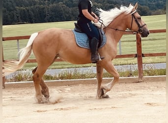 Inne kuce/małe konie, Klacz, 4 lat, 163 cm, Izabelowata