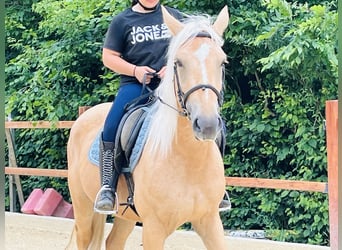 Inne kuce/małe konie, Klacz, 4 lat, 163 cm, Izabelowata