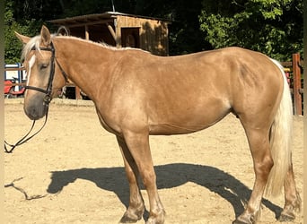 Inne kuce/małe konie, Klacz, 4 lat, 163 cm, Izabelowata