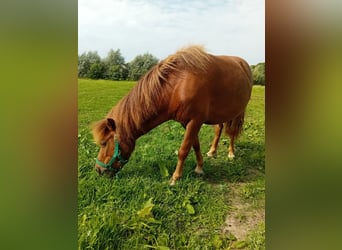 Inne kuce/małe konie, Klacz, 4 lat, 84 cm, Kasztanowata