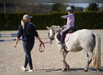 Inne kuce/małe konie, Klacz, 5 lat, 122 cm, Siwa