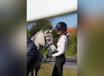 Inne kuce/małe konie, Klacz, 5 lat, 122 cm, Siwa