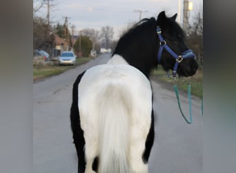 Inne kuce/małe konie, Klacz, 5 lat, 123 cm, Srokata