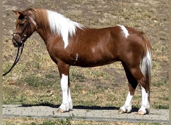 Inne kuce/małe konie, Klacz, 5 lat, 123 cm, Srokata
