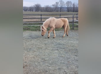 Inne kuce/małe konie, Klacz, 5 lat, 125 cm, Izabelowata