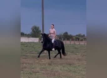 Inne kuce/małe konie, Klacz, 5 lat, 127 cm, Kara