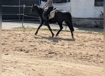 Inne kuce/małe konie, Klacz, 5 lat, 128 cm, Kara