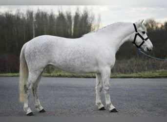 Inne kuce/małe konie, Klacz, 5 lat, 136 cm, Siwa