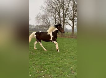 Inne kuce/małe konie, Klacz, 5 lat, 140 cm, Srokata